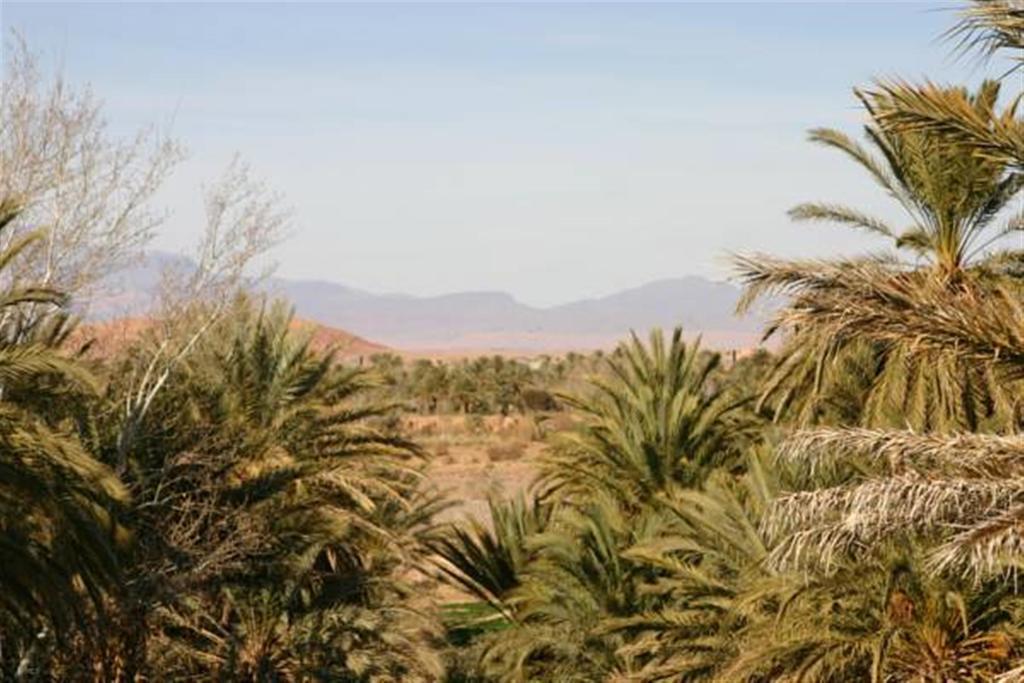 Tajda Riad Sarayas المظهر الخارجي الصورة