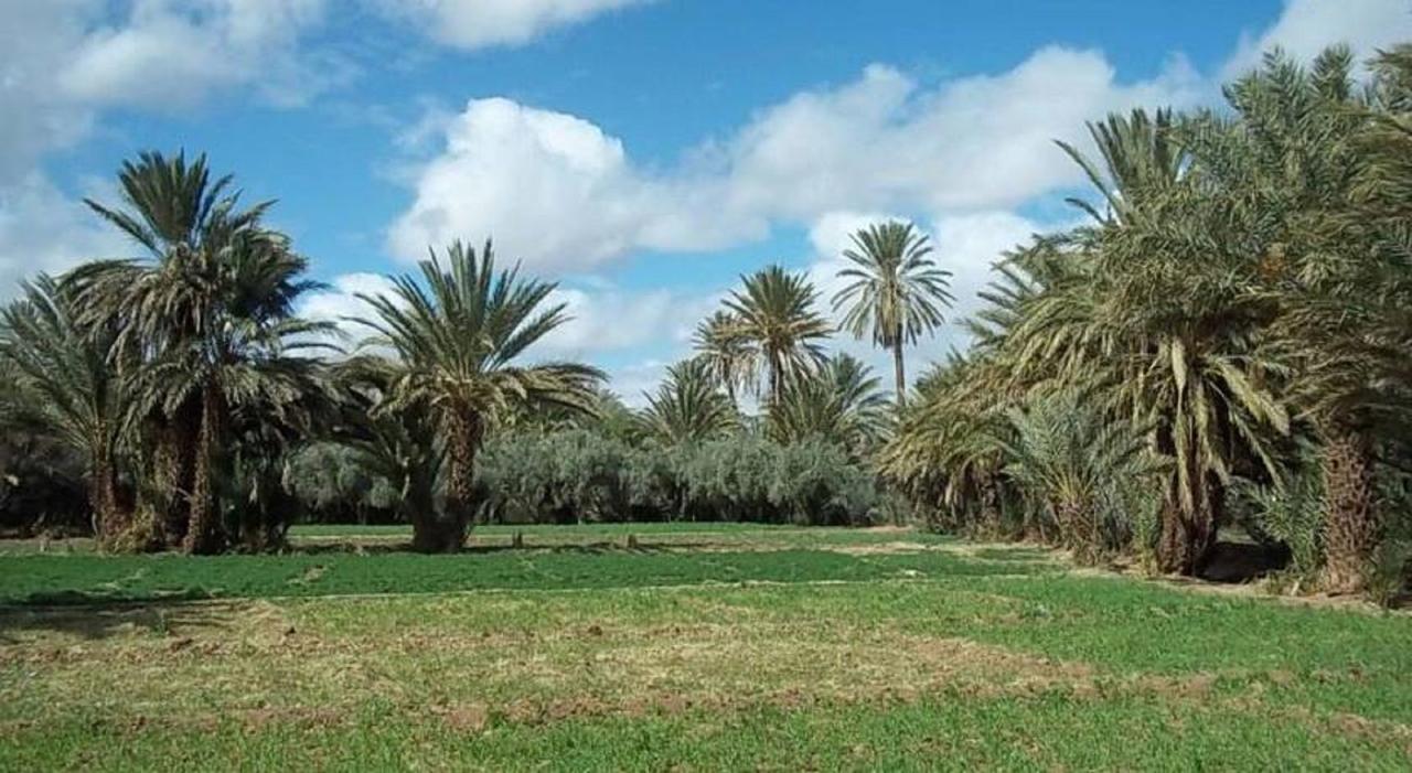 Tajda Riad Sarayas المظهر الخارجي الصورة