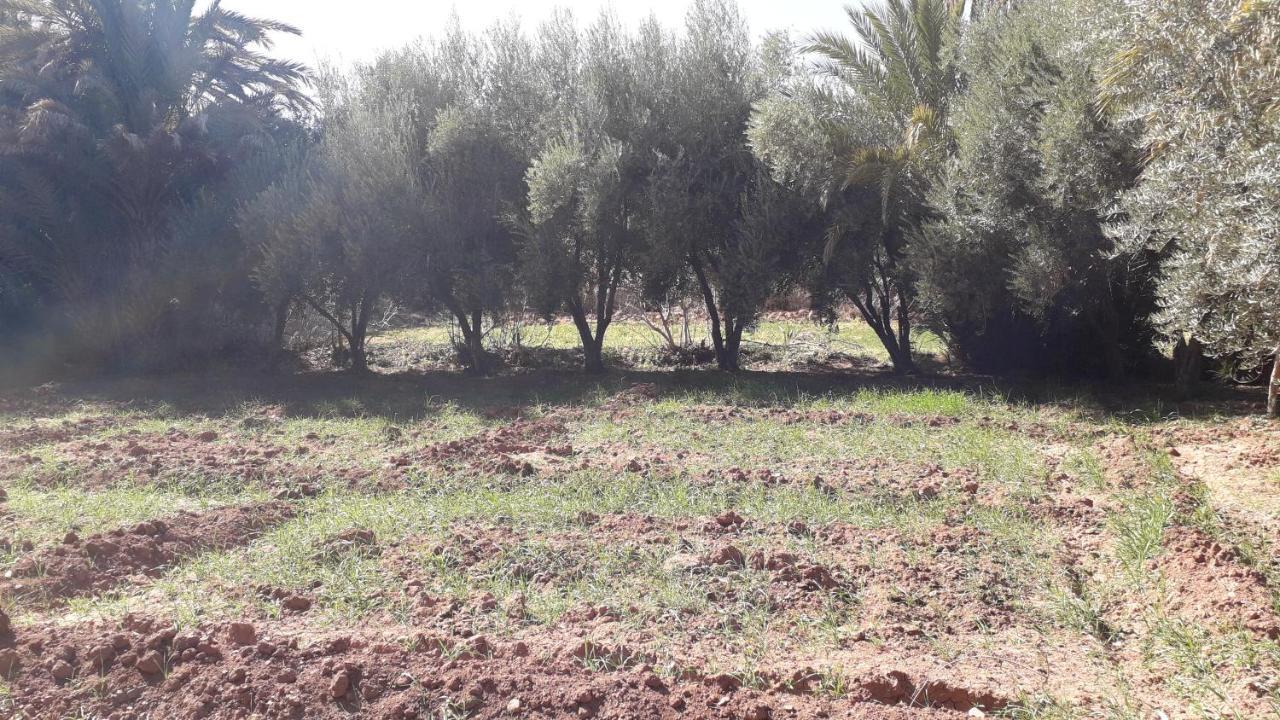 Tajda Riad Sarayas المظهر الخارجي الصورة