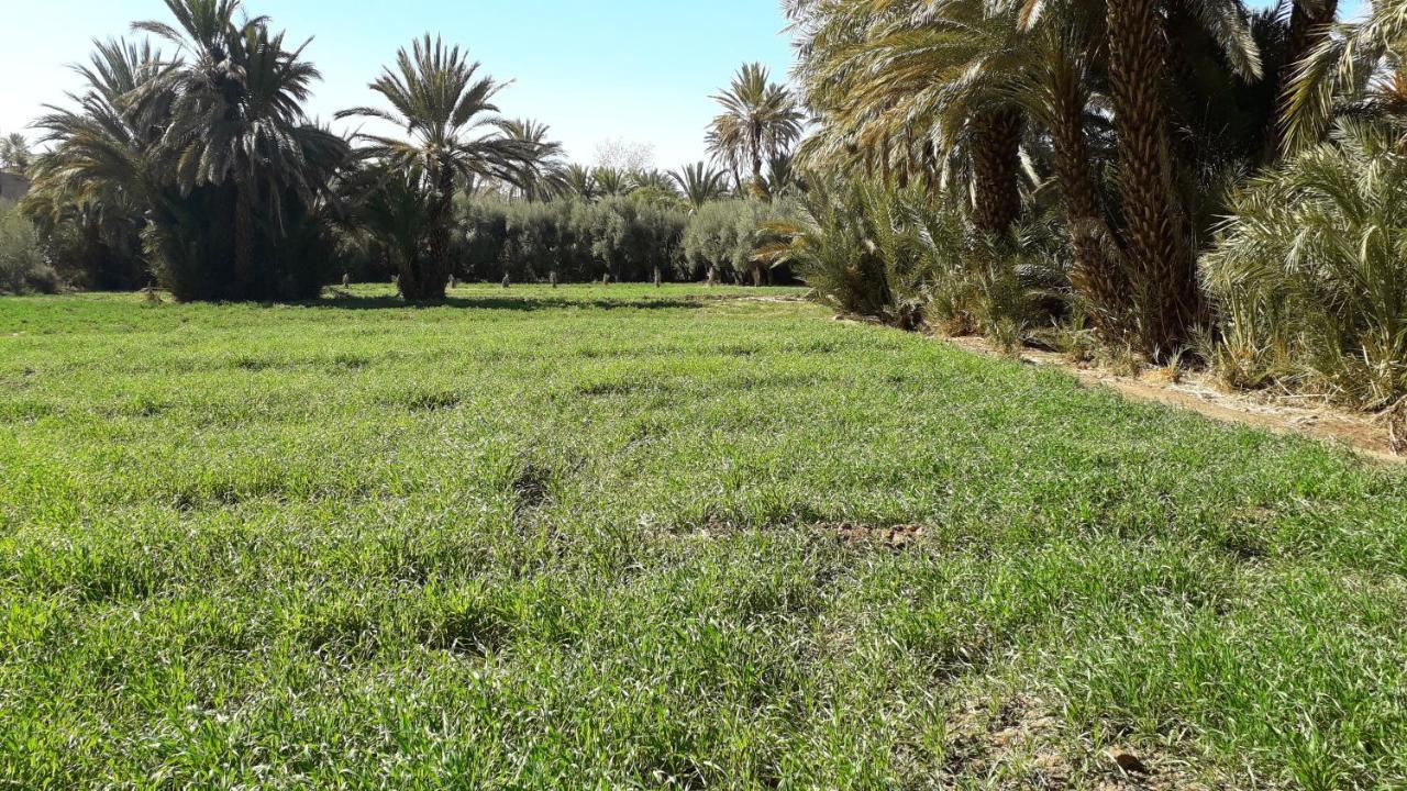 Tajda Riad Sarayas المظهر الخارجي الصورة